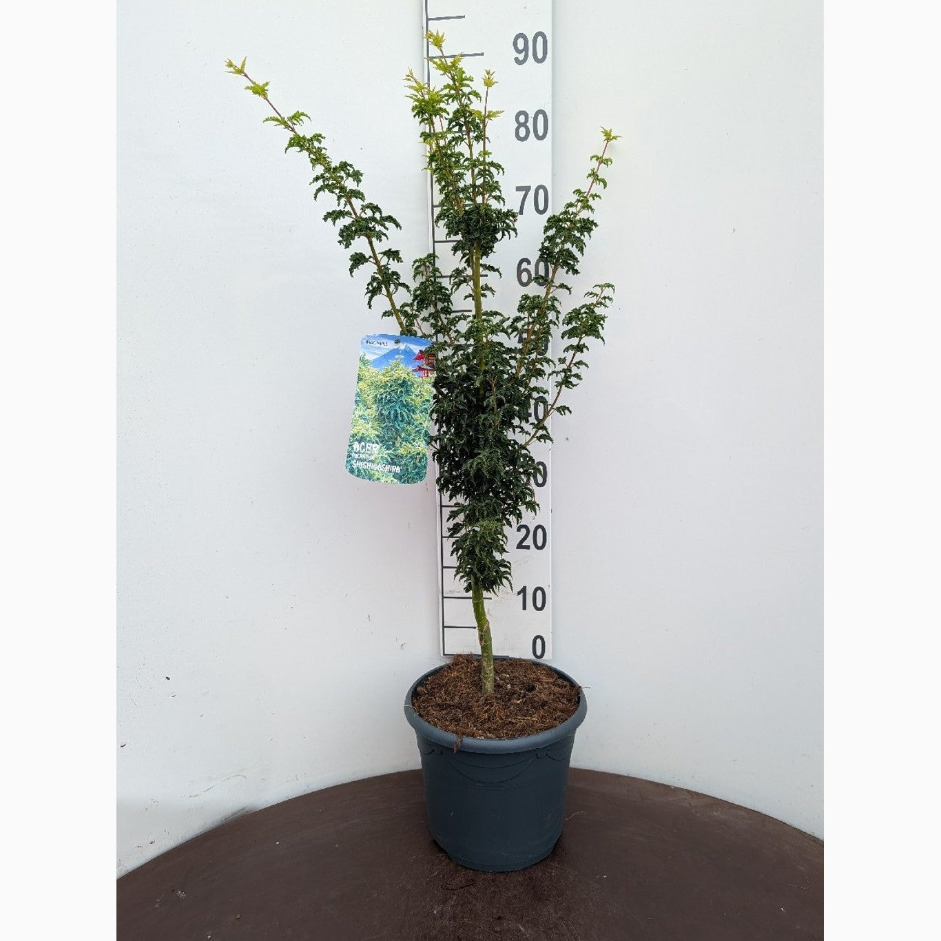 Japansk lönn – Acer pal. 'Shishigashira' - C7.5 60-80 CM